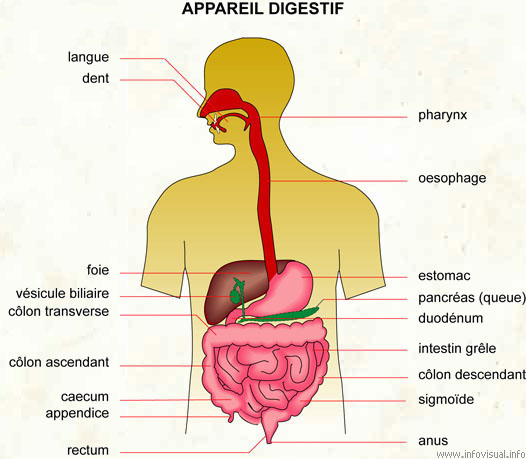 Appareil digestif